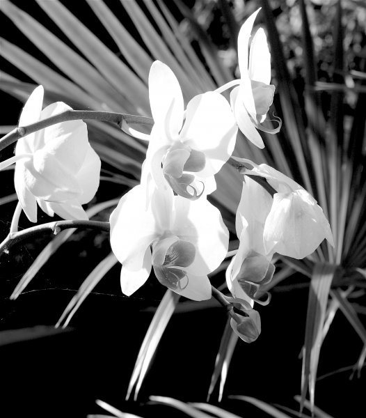 Miami Orchid Gray scale