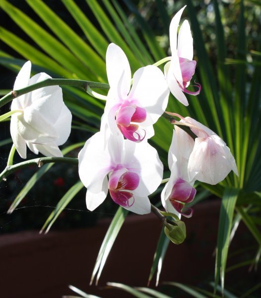 Miami Orchid